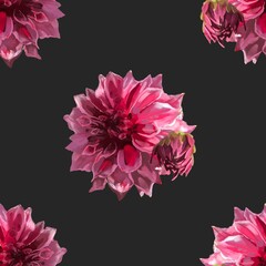 Beautiful background with hand-drawn delicate watercolor painting of red and pink dahlias. Stock drawing. Black background