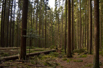 Obraz premium footpath in the forest