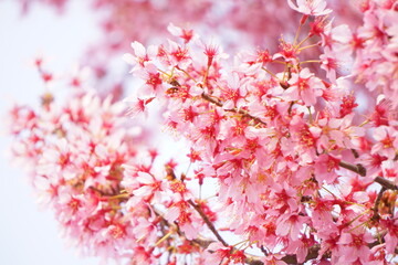 ピンクの桜