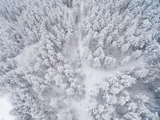 Winter coniferous snowy forest. Nature photography. Landscape top view.