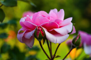 Beautiful blooming rose flowers in the garden.