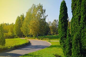Fototapeta na wymiar Nice view of green trees in the park for a walk.