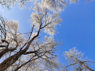the sun illuminates the snow covered trees in a contoured light against a blue sky view of the trees from the bottom up