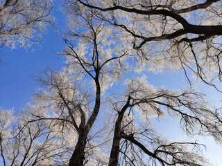 the sun illuminates the snow covered trees in a contoured light against a blue sky view of the trees from the bottom up