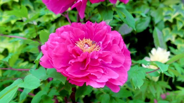 In the pink peony flowers, there are bees collecting nectar. The shooting location was Xitou National Park, Nantou County, Taiwan.