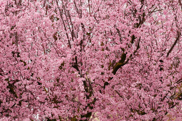 Beautiful spring cherry blossom