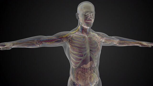 Anatomy, human body, human face, head, biological systems of the body, facial muscles 3D render