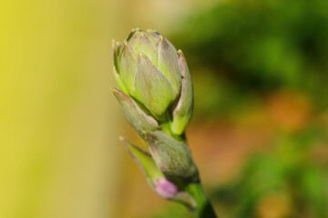 Close-up on a flower bud that blooms in spring in the garden.