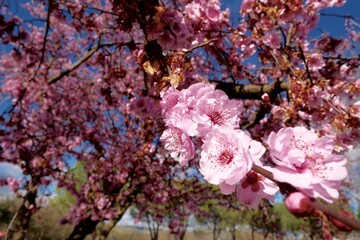 Beautiful spring cherry blossom