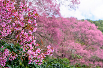 Blossom of Wild Himalayan Cherry (Prunus cerasoides) or Giant tiger flower.
