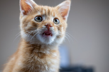 A nice picture of a kitten licking his snout because it saw some food