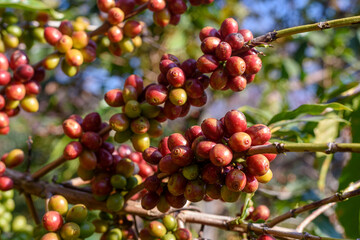 Coffee tree with ripe berries on farm at north of Thailand.