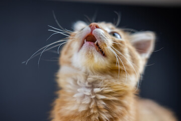 A little kitten looking up near a black wall sitting with his mouth openned