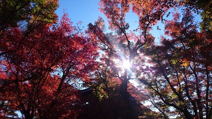 日本の京都の紅葉