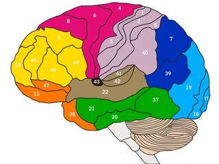 Brain Brodmann cortical area colored map of human brain with numbers 