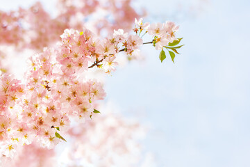 Amazing pink cherry blossoms on the Sakura tree in a blue sky.