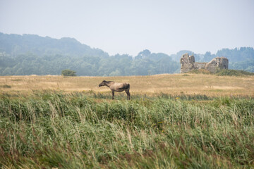 Naklejka na ściany i meble Wild horse in a field with old building