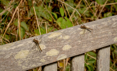 Two damselflies on a wooden bench