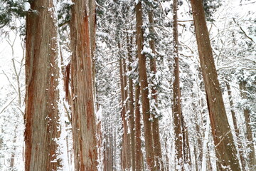 Fototapeta premium 雪景色