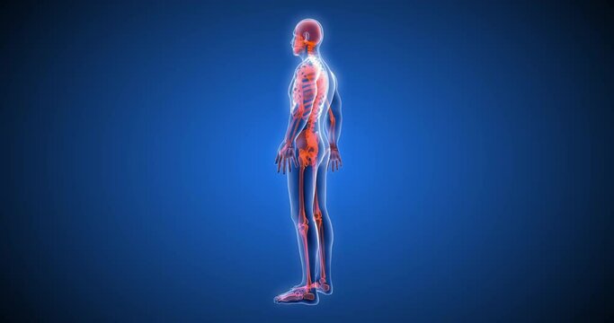3D human body, body scan, computer anatomy, body skeleton, X-ray scan