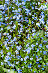 forget me not ( myosotis sylvatica) a spring summer flowering plant with a blue springtime flower which opens in April and May, stock photo image 