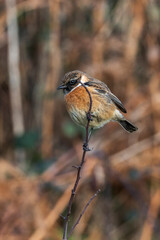 Hedge sparrow or Dunnock, (Prunella modularis) bird perched on a shrub branch which is a common garden songbird bird found in the UK and Europe, stock photo image