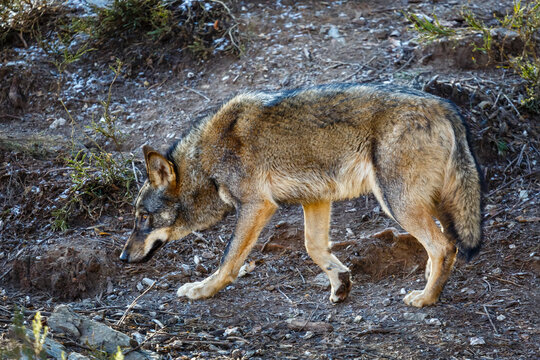 Iberian wolf with winter fur. Canis lupus signatus.