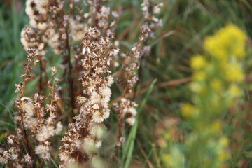 Gräser sepia