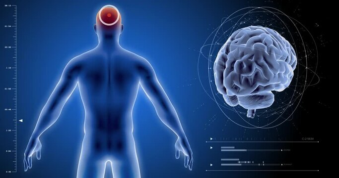 Human brain, 3D human body, brain activity, body scan, computer anatomy, X-ray scan