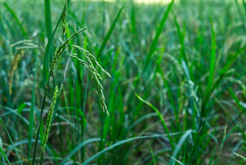 Green Ears of Rice in the Rice Field in the Local Area.