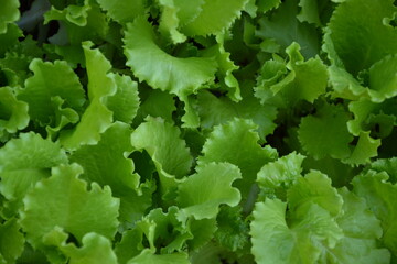 Lettuce salad in the countryside garden. Green salad leaves. Young lettuce salad plant. Herb plant in the yard. Organic natural agriculture in the village.