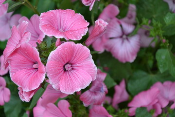 Pink flowers in the garden. Rose mallow or hibiscus airbrush effect blossom. Malva Sylvestris...