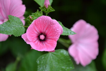 Pink flowers in the garden. Rose mallow or hibiscus airbrush effect blossom. Malva Sylvestris blooming plant. Beautiful pink flowers.