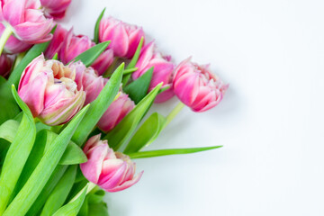 Pink tulips on a white background. Flat lay, top view. Valentine background. Spring mood. Horizontal, copy space