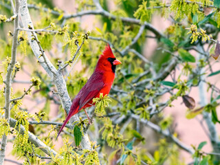 Northern cardinal sitting in the bush