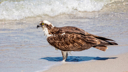 Osprey standing on the shore in the background a wave