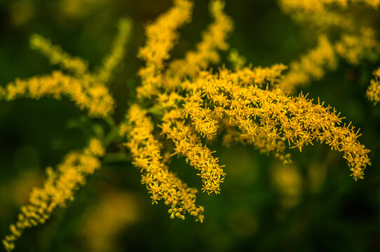 Common Goldenrod Flowers