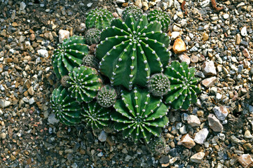Display of cactus Echinopsis oxygona in a dry garden