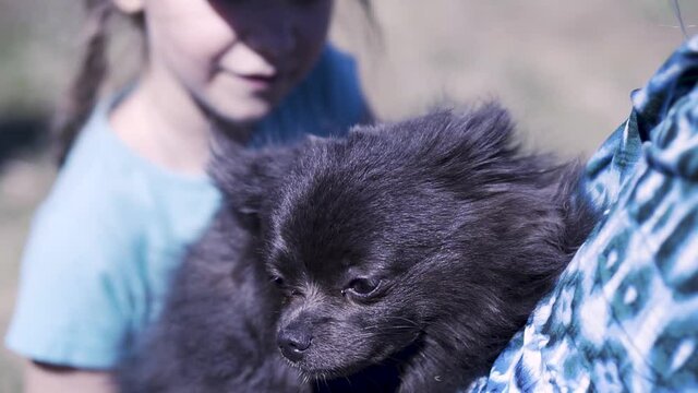 Adorable black German spitz dog enjoying petting owner woman hands. Clip. Close up of a puppy keeping warm in female hands under the wind outdoors.