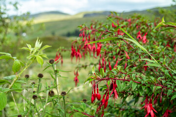 Obraz premium Wildflower Fuchsia growing in County Donegal - Ireland