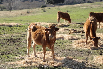 Animales de granja