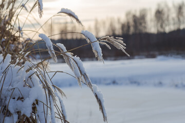 Obraz premium ears of reed in the snow in winter 