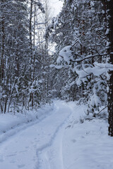 winter forest in the snow