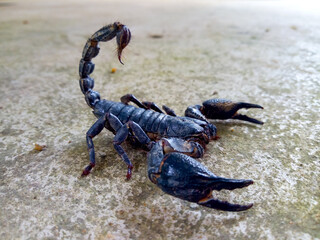 Black scorpion on the cement floor