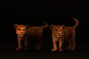 Fototapeta na wymiar two cute lionets isolated on black background