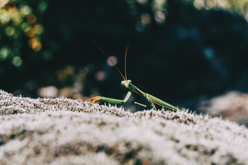 A green mantis on a rock