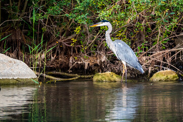 Hunting heron on the shore of lake, stones, reflections in water