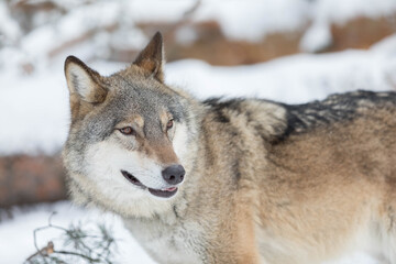 Naklejka na ściany i meble Portrait of a large adult wild wolf in nature. Winter snow forest