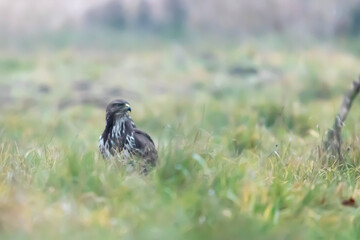 Myszolow zwyczajny Buteo buteo