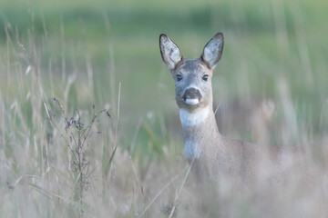 Sarna Capreolus capreolus © Robert